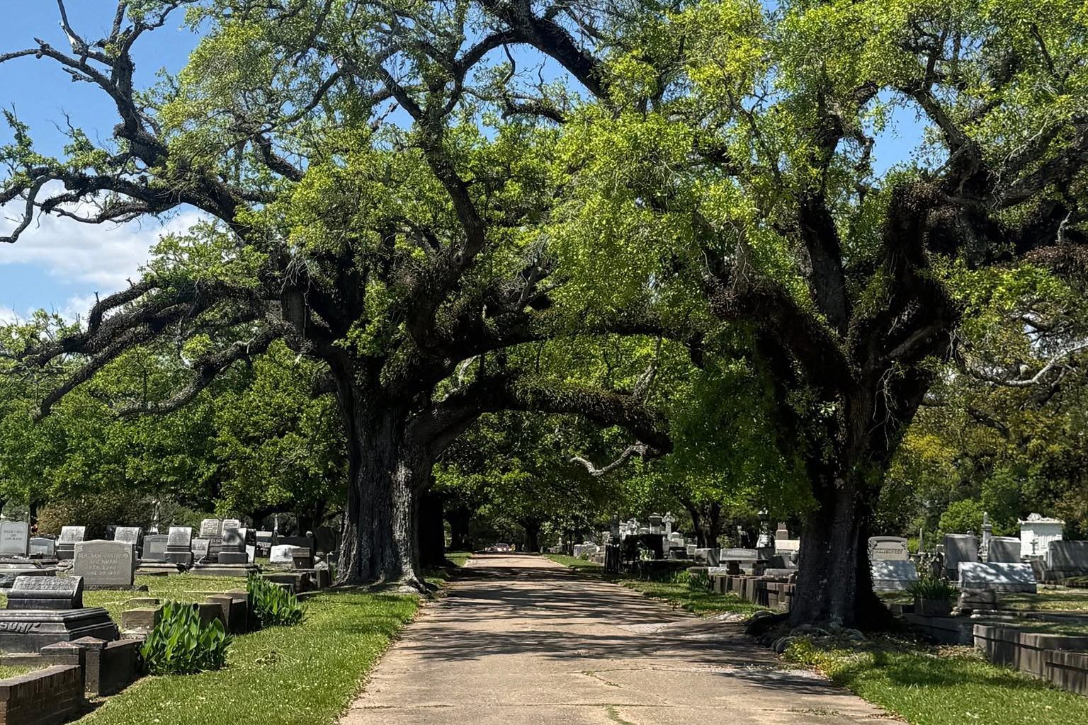 Live oaks arching over a lane lined with monuments at Magnolia Cemetery in Mobile, Alabama